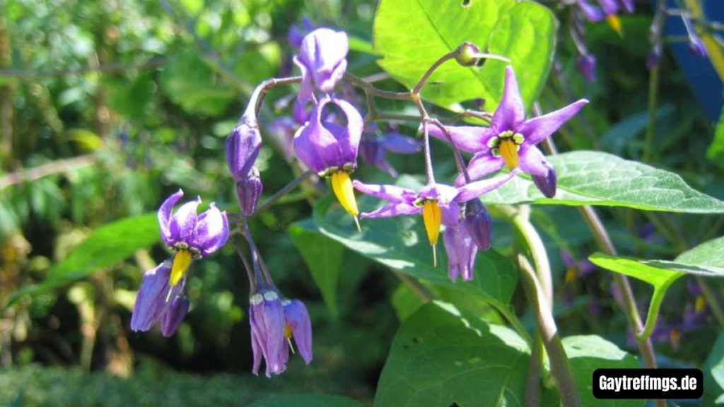 nachtschattenlähmung