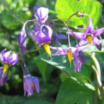 nachtschattenlähmung